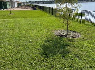Anjuli D.'s turf care service result