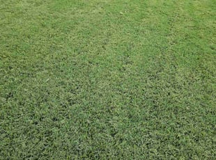 Larry R.'s grass maintenance service result