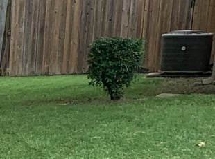 Erika M.'s Bush Trimming service result