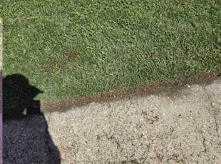 Sheri R.'s lawn service service result