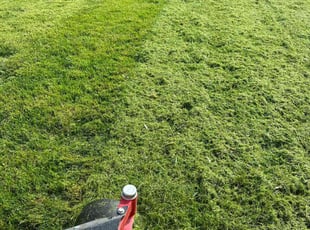 Walter R.'s grass maintenance service result