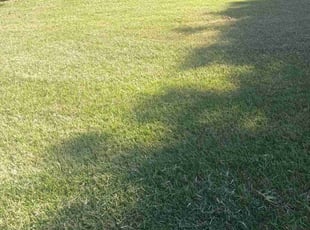 Chalida J.'s turf care service result