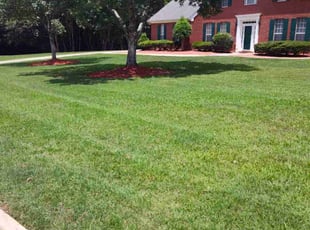 Lisa C.'s lawn care service result