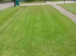 Daniel G.'s landscaping service result