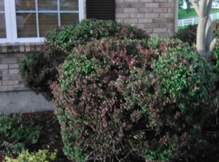 Donna J.'s turf care service result