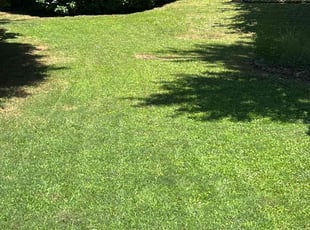 Teresa W.'s grass cutting service result