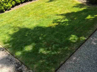 Nancy P.'s turf maintenance service result