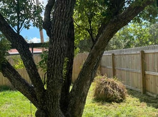 Kirsten D.'s Bush Trimming service result
