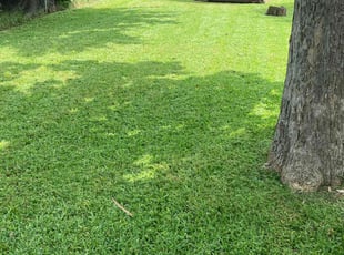 Sudheer K.'s turf care service result