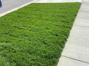 Nick K.'s lawn care service result