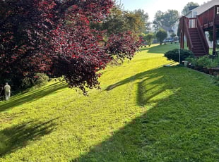 Abbye P.'s lawn care services service result