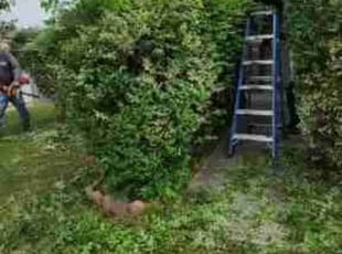 Shelia M.'s Bush Trimming service result