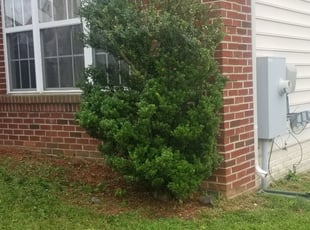 Neal W.'s Bush Trimming service result