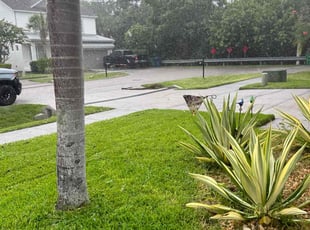 Shaun F.'s lawn service service result