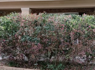 Kristen R.'s Bush Trimming service result