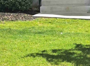 Dorothy E.'s lawn maintenance service result