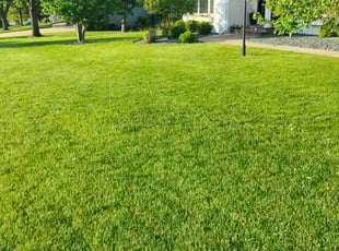 Blake A.'s lawn care service result