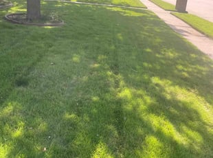 Tracy M.'s lawn maintenance service result