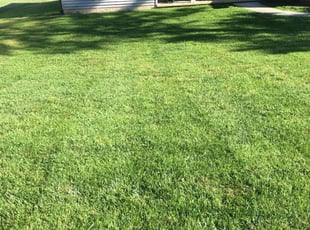 Larry S.'s grass cutting service result