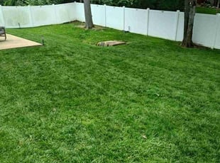 Patrick M.'s lawn maintenance service result