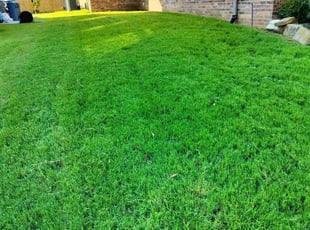 Tyler A.'s grass maintenance service result