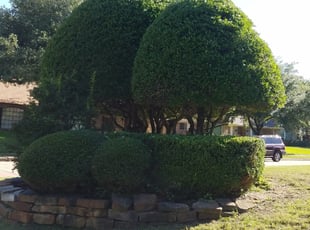 Cindy C.'s Bush Trimming service result