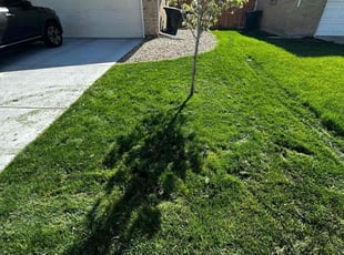 Jackie P.'s lawn care services service result