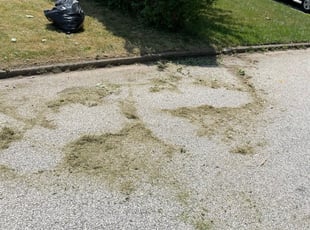 Bryanna M.'s Bush Trimming service result