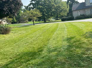 Diane S.'s turf care service result