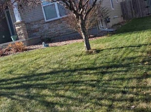 Kevin M.'s Leaf Removal service result