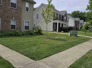 Mandy L.'s turf care service result