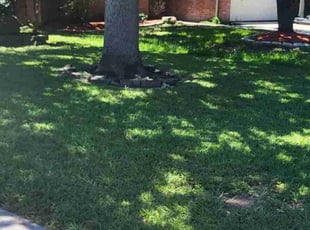 Kathrine S.'s grass maintenance service result