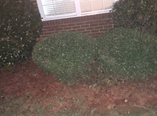 Jonathan W.'s Bush Trimming service result