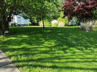 Elsie K.'s grass cutting service result