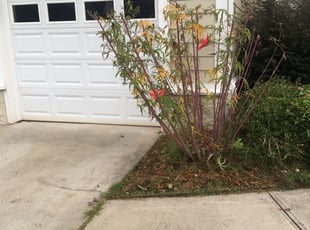 Linda A.'s Bush Trimming service result