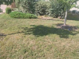 Elizabeth K.'s Bush Trimming service result