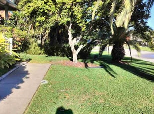 Frances A.'s turf care service result