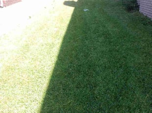 teresa w.'s lawn service service result