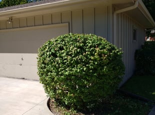 Christian K.'s Bush Trimming service result