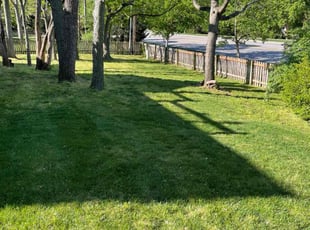 Sandi P.'s grass maintenance service result