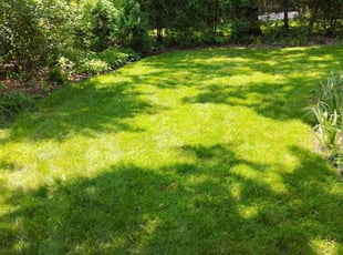 Kim M.'s Long Grass Cleanup service result