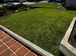 Constance T.'s lawn care service result
