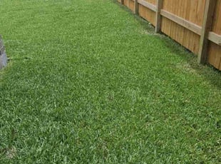 Kai Z.'s grass maintenance service result