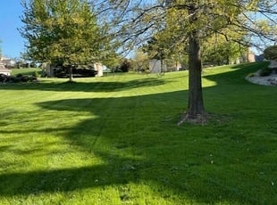 Claire W.'s lawn care service result