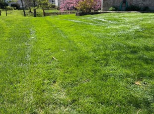 John D.'s lawn care service result