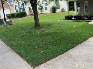Bill N.'s turf care service result