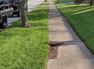 John D.'s turf care service result
