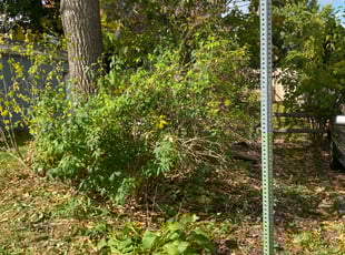 Leah A.'s Bush Trimming service result