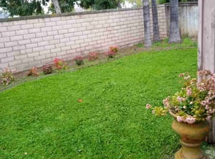 Merlene Y.'s lawn care services service result