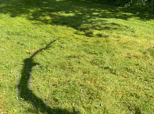 Marena K.'s lawn maintenance service result